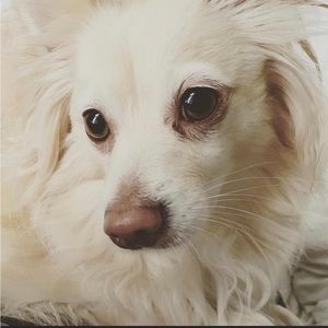 Dog Friendly Home 💕